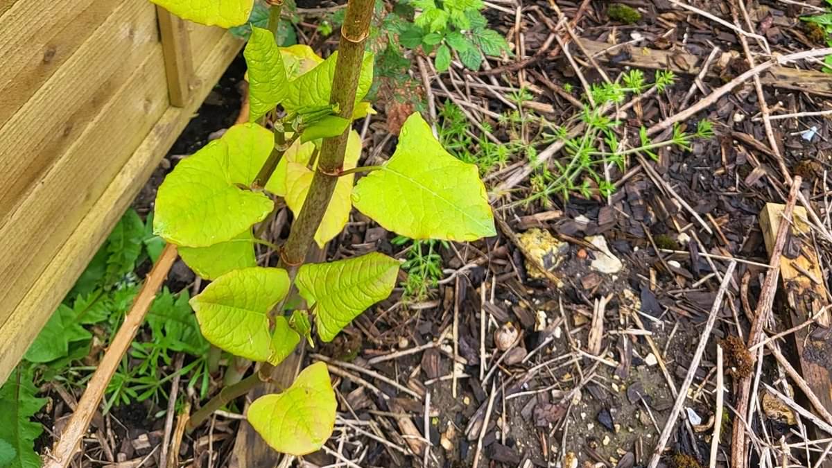 Gardener asks social media: 'What is this weed and how do I get rid of it?' - and has their 'worst fears' confirmed