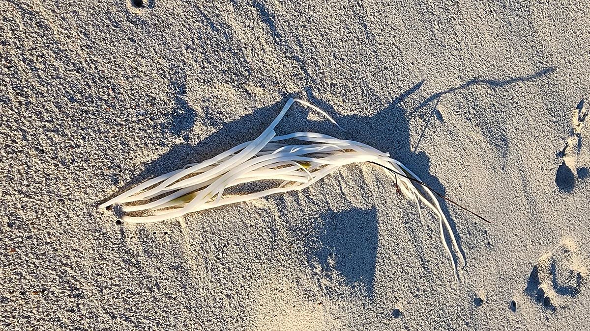 Locals baffled after 'alien' creature was spotted on West Australian beach: 'It looks like spaghetti'