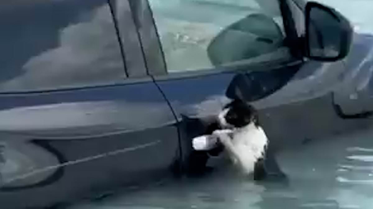 Heartwarming moment cat clinging to car is rescued from Dubai floods