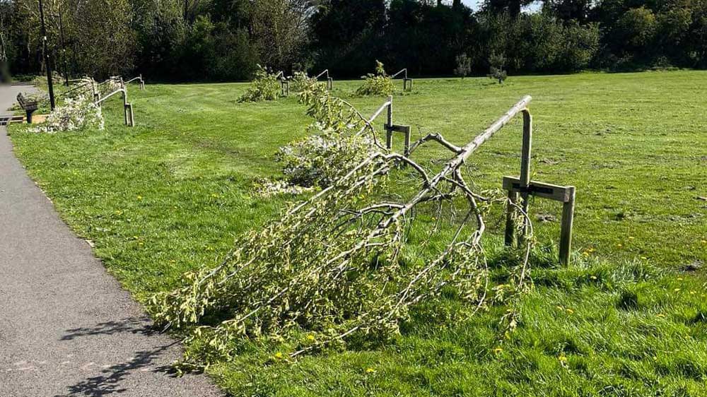 Community 'reeling' after 40 trees damaged in Dodder Valley Park