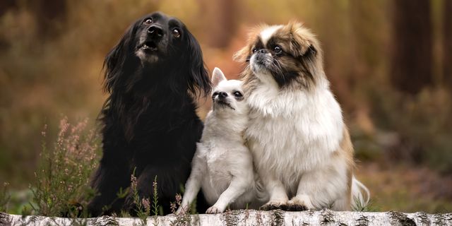 These Adorable Small Dogs Are Just the Right Size for Your Family