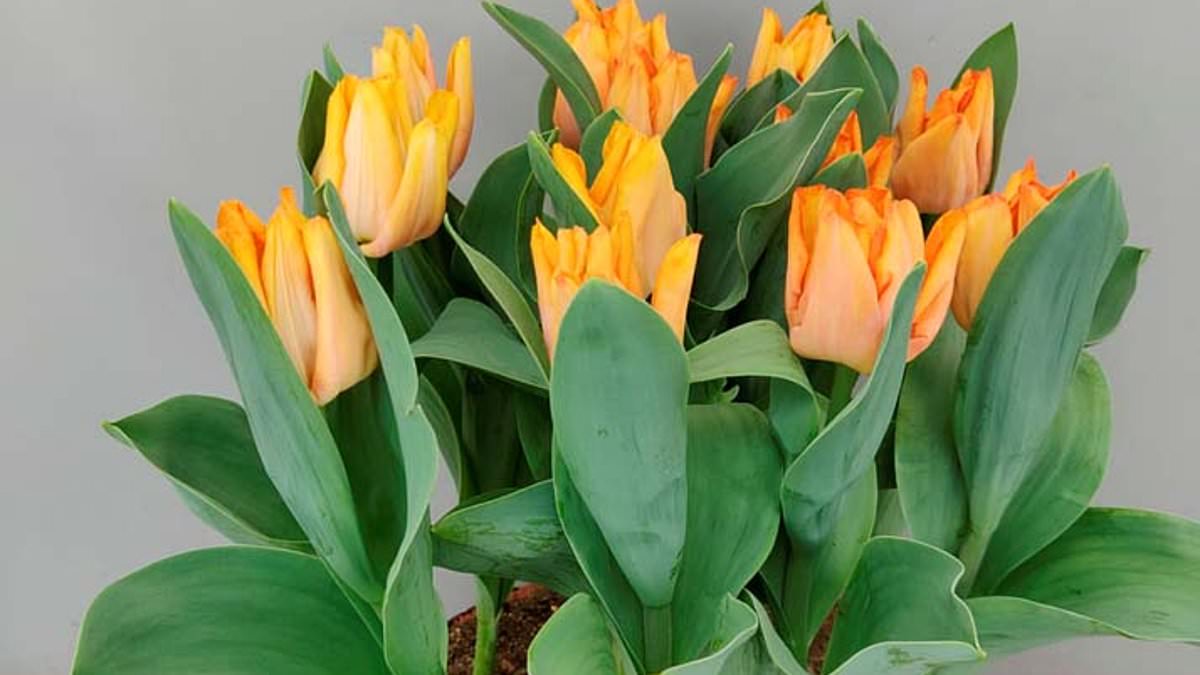 Golden tulip named after King Charles will bloom in Britain after being 'baptised' with champagne in the Netherlands and planted in Monty Don's garden