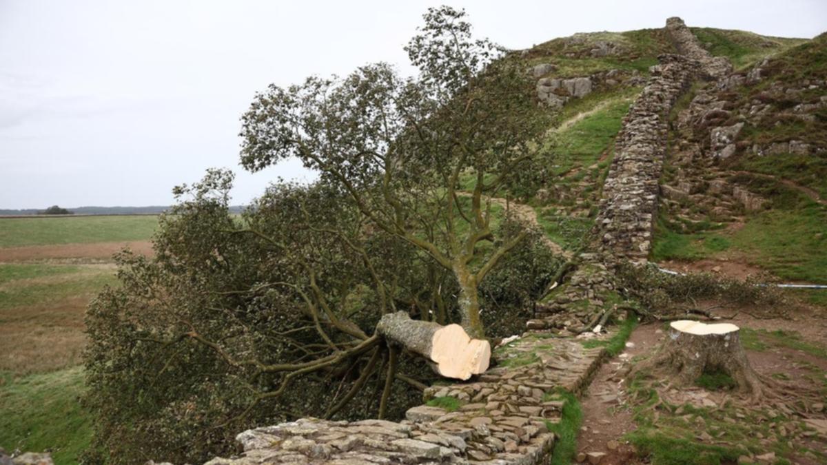 Two charged over felling of famous 150-year-old sycamore tree that toppled over Hadrian’s Wall in England