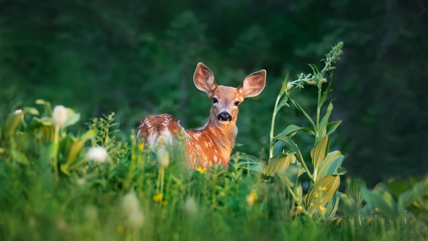 15 Fun Facts About Deer