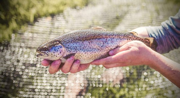 Inside One Family's Mission to Revive an Abandoned Appalachian Trout Farm
