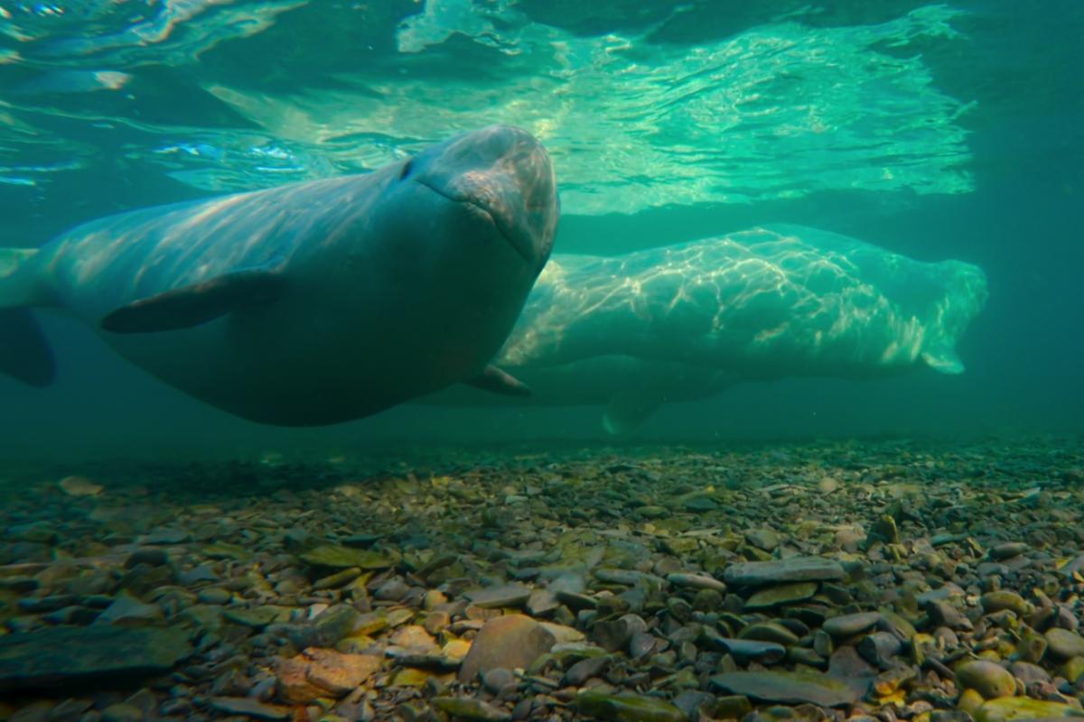 Stream It Or Skip It: ‘Our Oceans’ On Netflix, A Barack Obama-Narrated Docuseries About Life Sustained By Each Of Earth’s Oceans