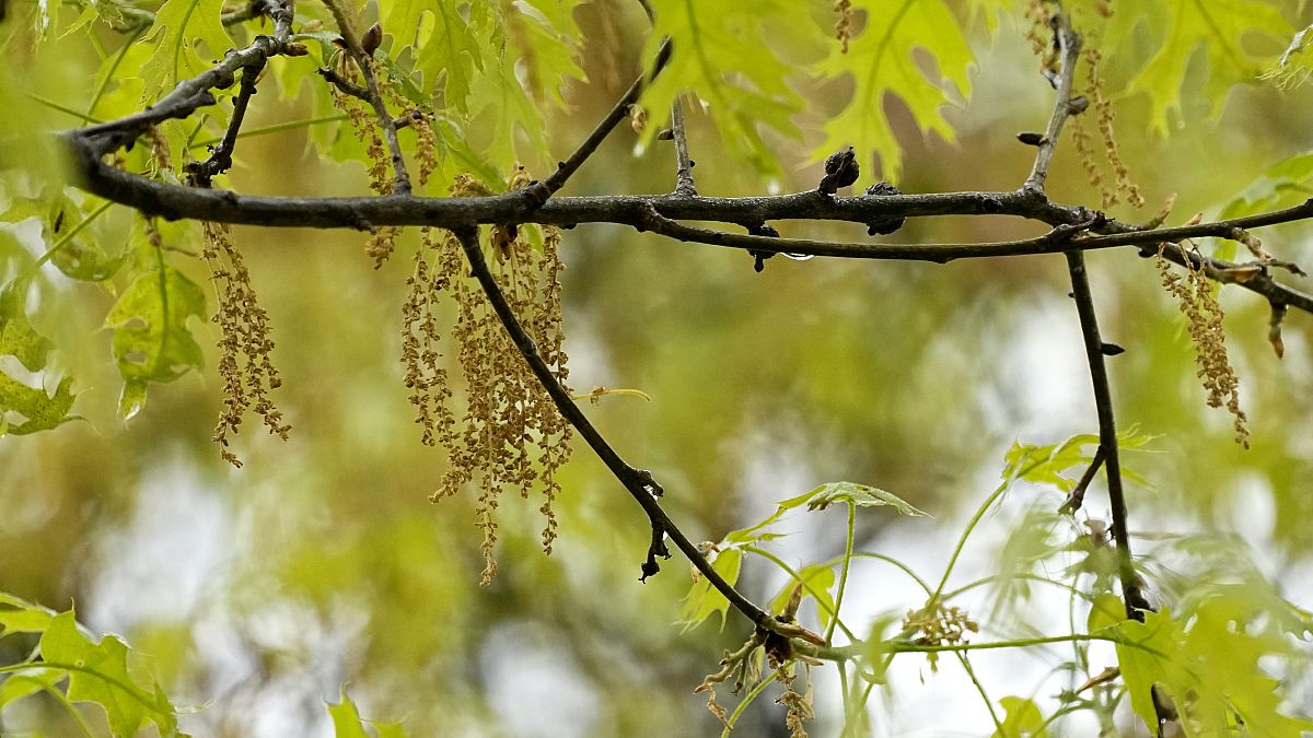 Climate change triggers surge in pollen allergies in Denmark