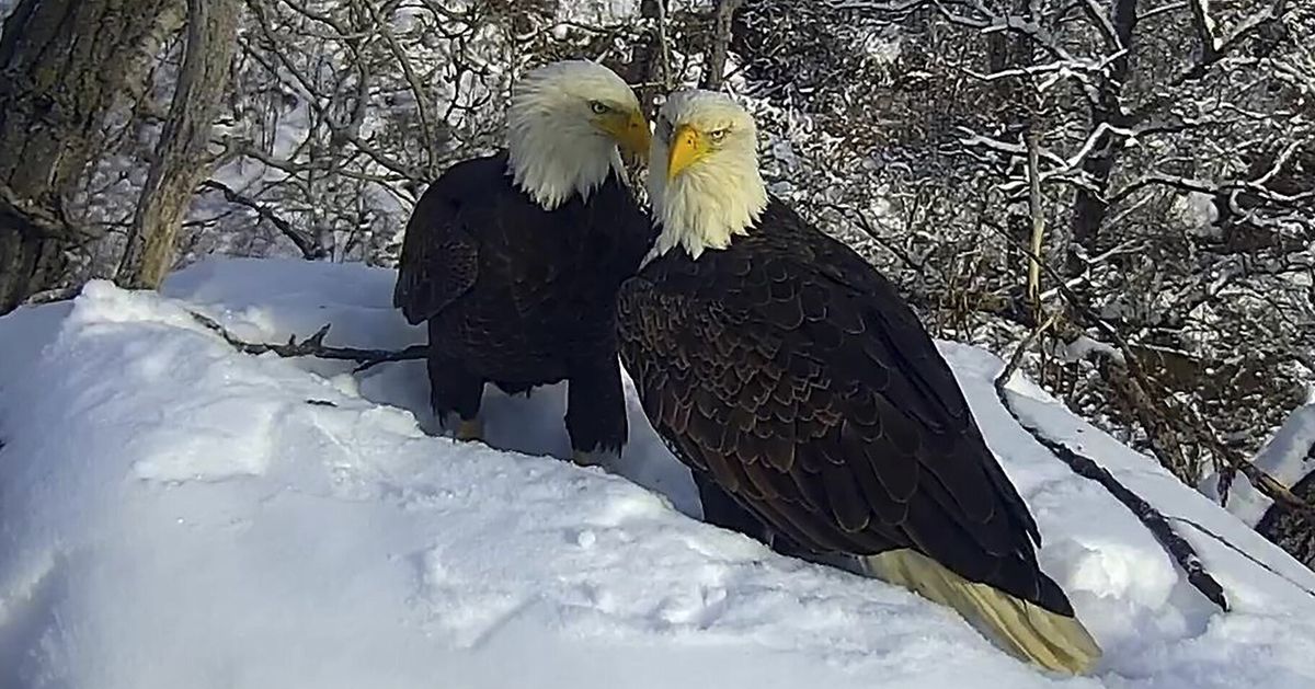 Minnesota Installs New Eagle Camera After Winds Destroyed Previous Livestream