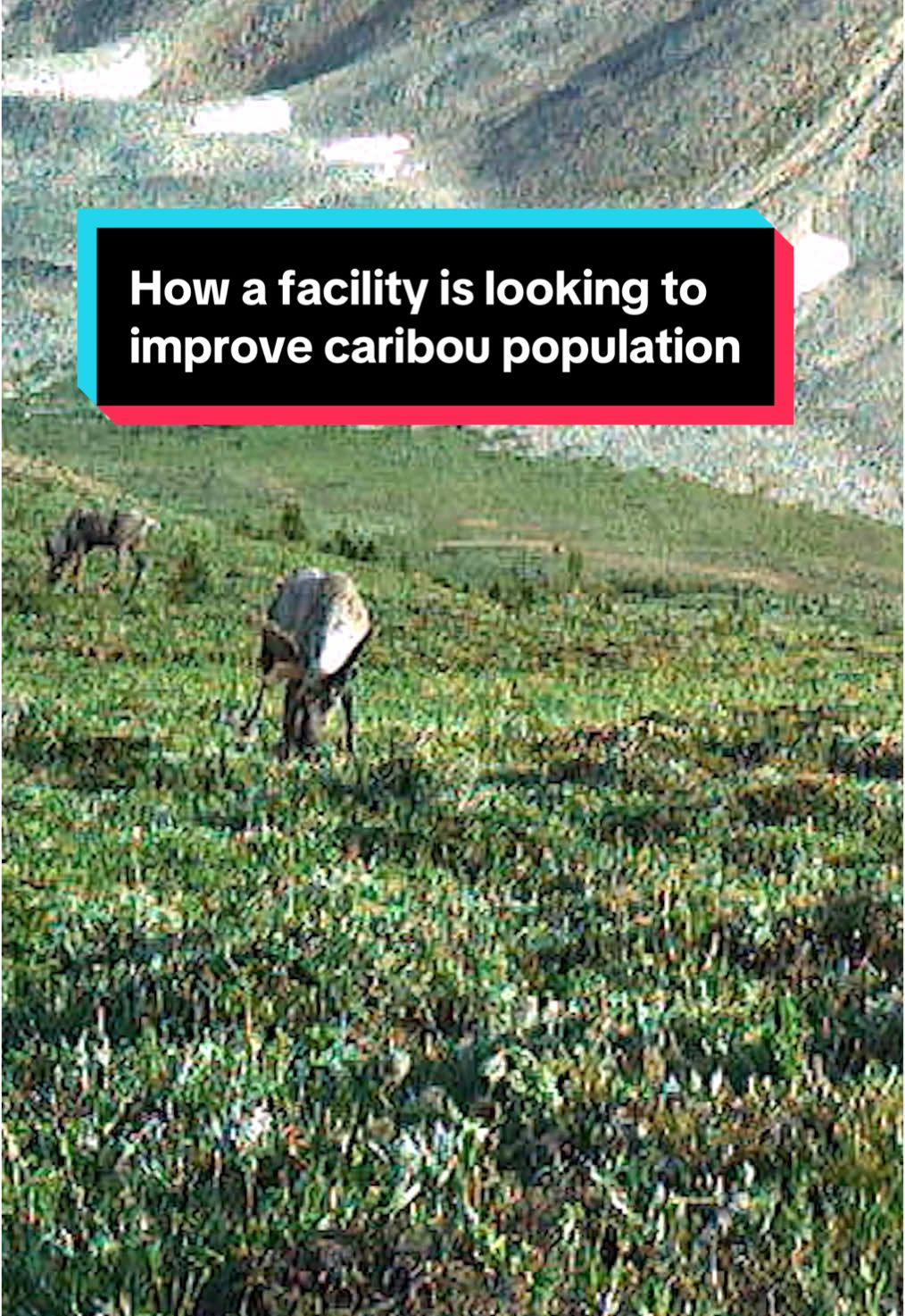 For years, the population of breeding female caribou has been dwindling, and a massive wildfire almost wiped out their unique breeding facility in Canada. Dave Malkoff visited the center that’s preparing to welcome caribou this winter and explains how it works. Learn more tomorrow on CBS Saturday Morning. #caribou #environment #wildlife #canada #jasper #wildfire #news #breeding