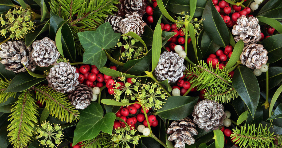 Myths and magic surrounding popular Christmas plants