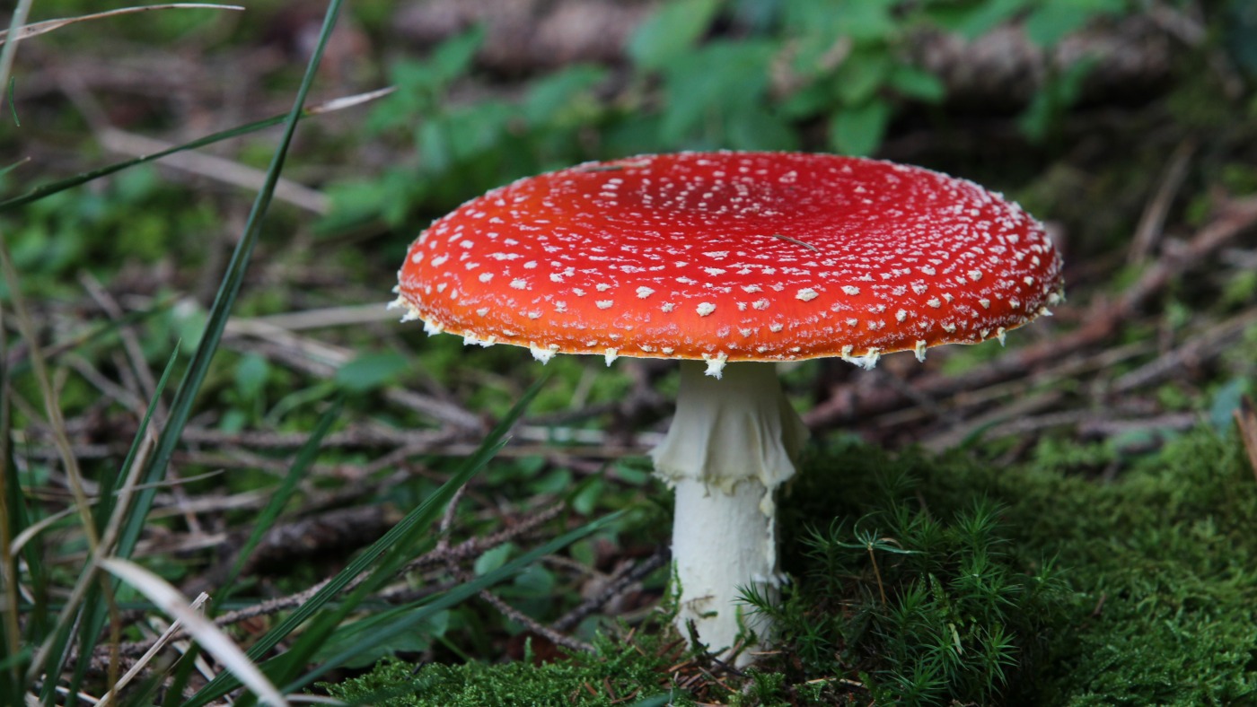 The FDA restricts a psychoactive mushroom used in some edibles