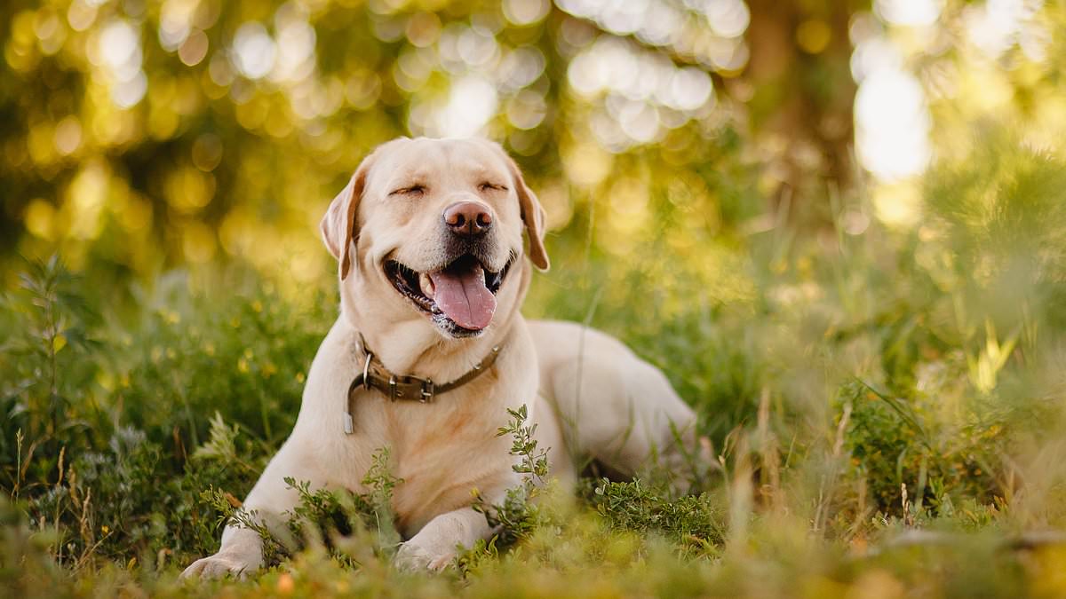 Could a longevity pill for dogs be the secret to a longer life for humans? Scientists think so