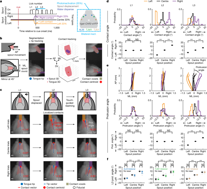 A collicular map for touch-guided tongue control