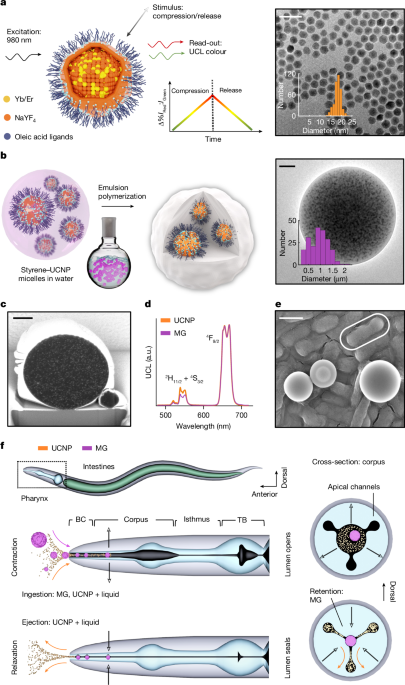 Upconverting microgauges reveal intraluminal force dynamics in vivo