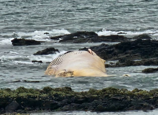 ‘I’ve never seen anything this big’ – Public urged to stay clear of dead whale in Waterford