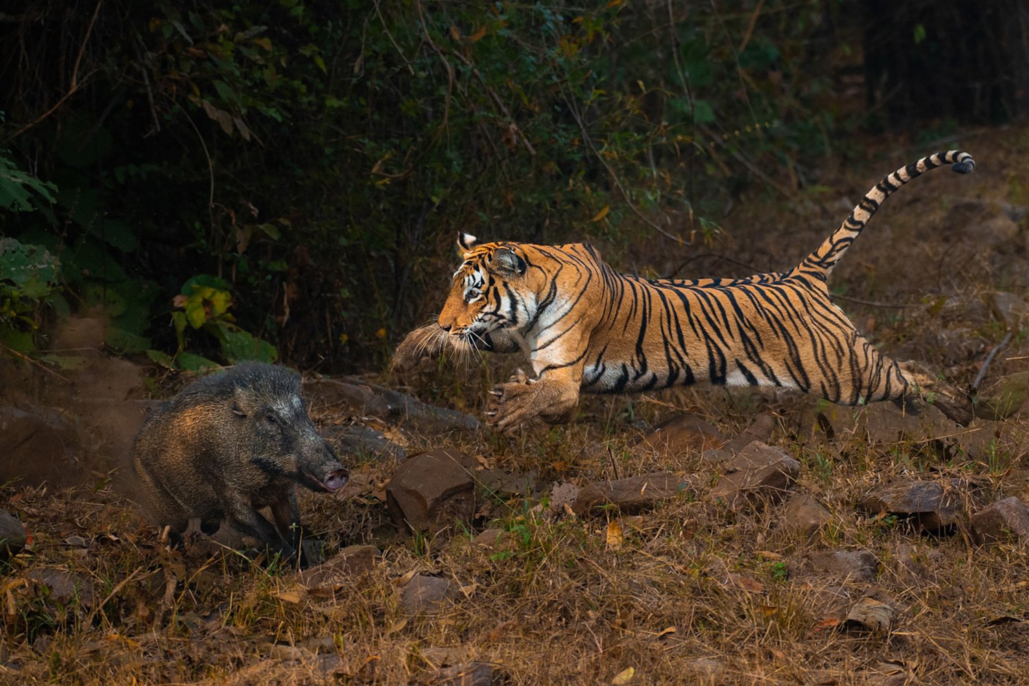 Winning Nature Photographs Capture the Gripping Intensity of Animal Life