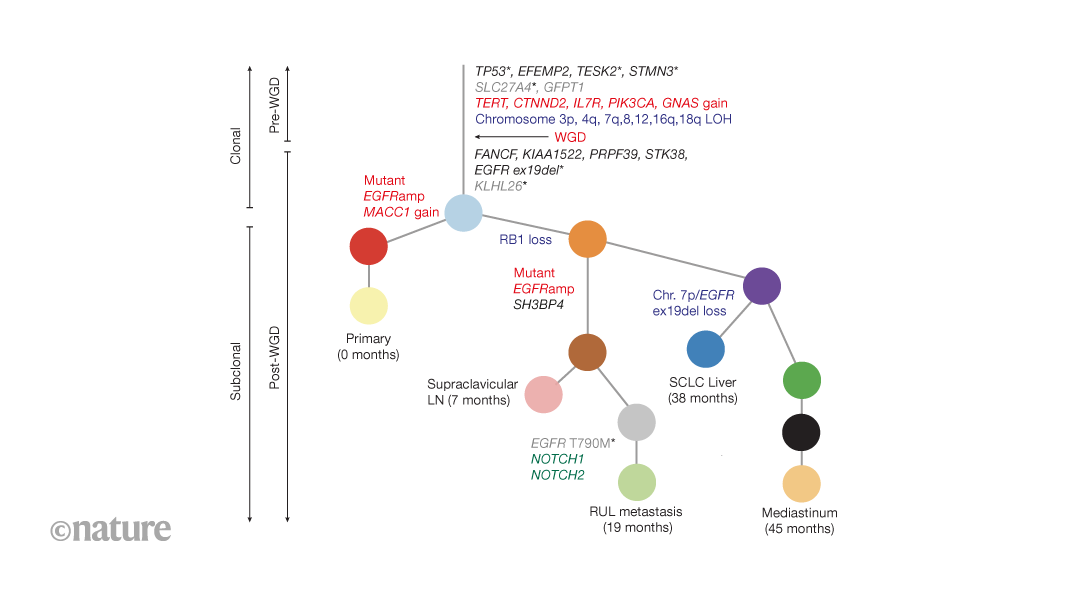 Cancer evolution could inform targets for personalized anticancer vaccines