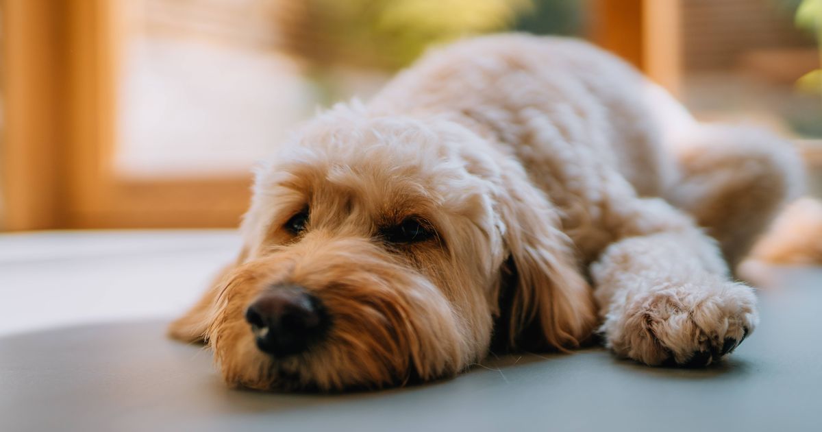 Vet shares signs your dog has dementia as adorable TV star sadly dies