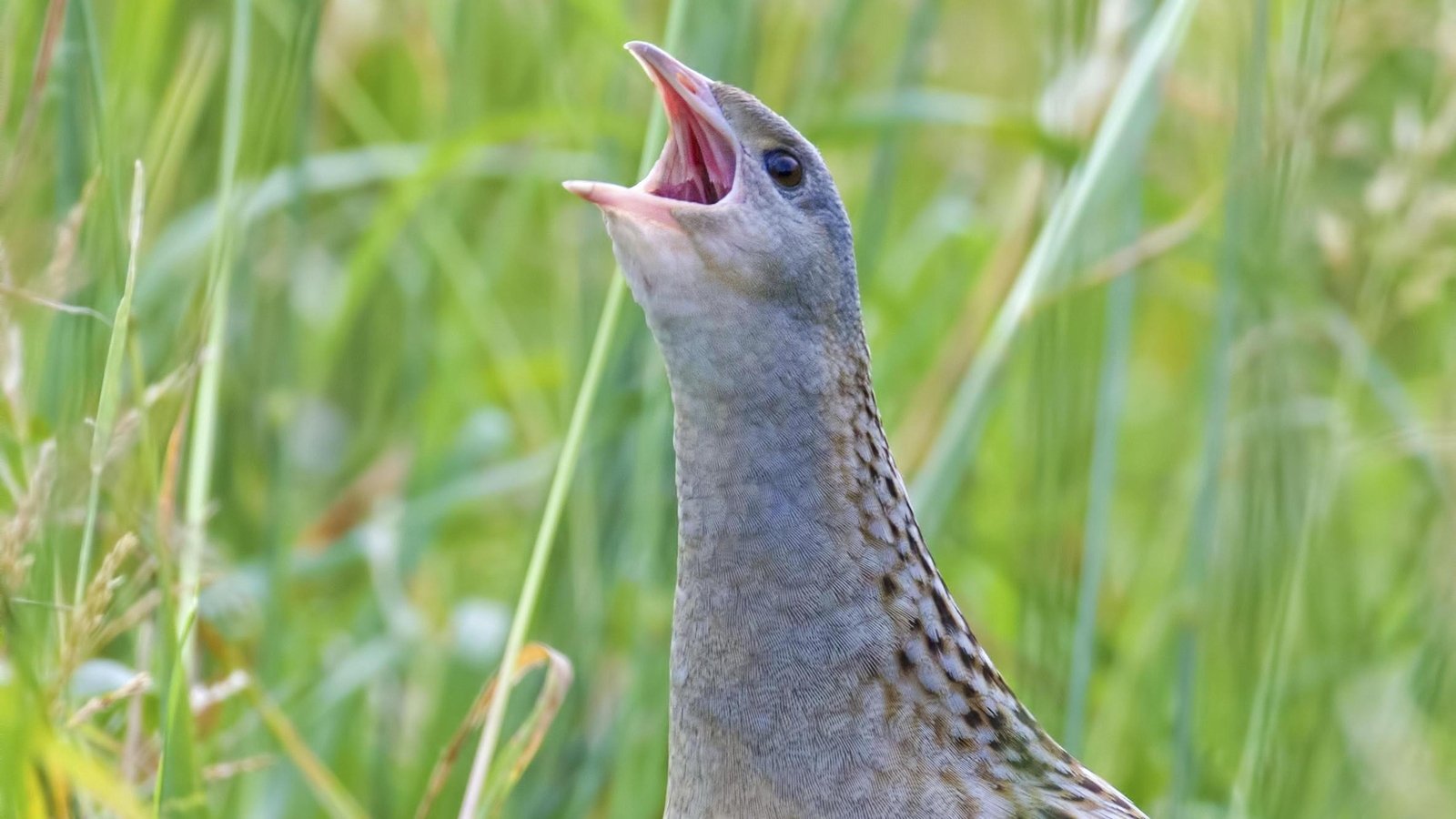 New technology to monitor for endangered corncrakes