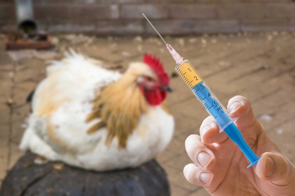 Hormones in Your Chicken?: Chef Saransh Goila spills food industry’s dirtiest secret