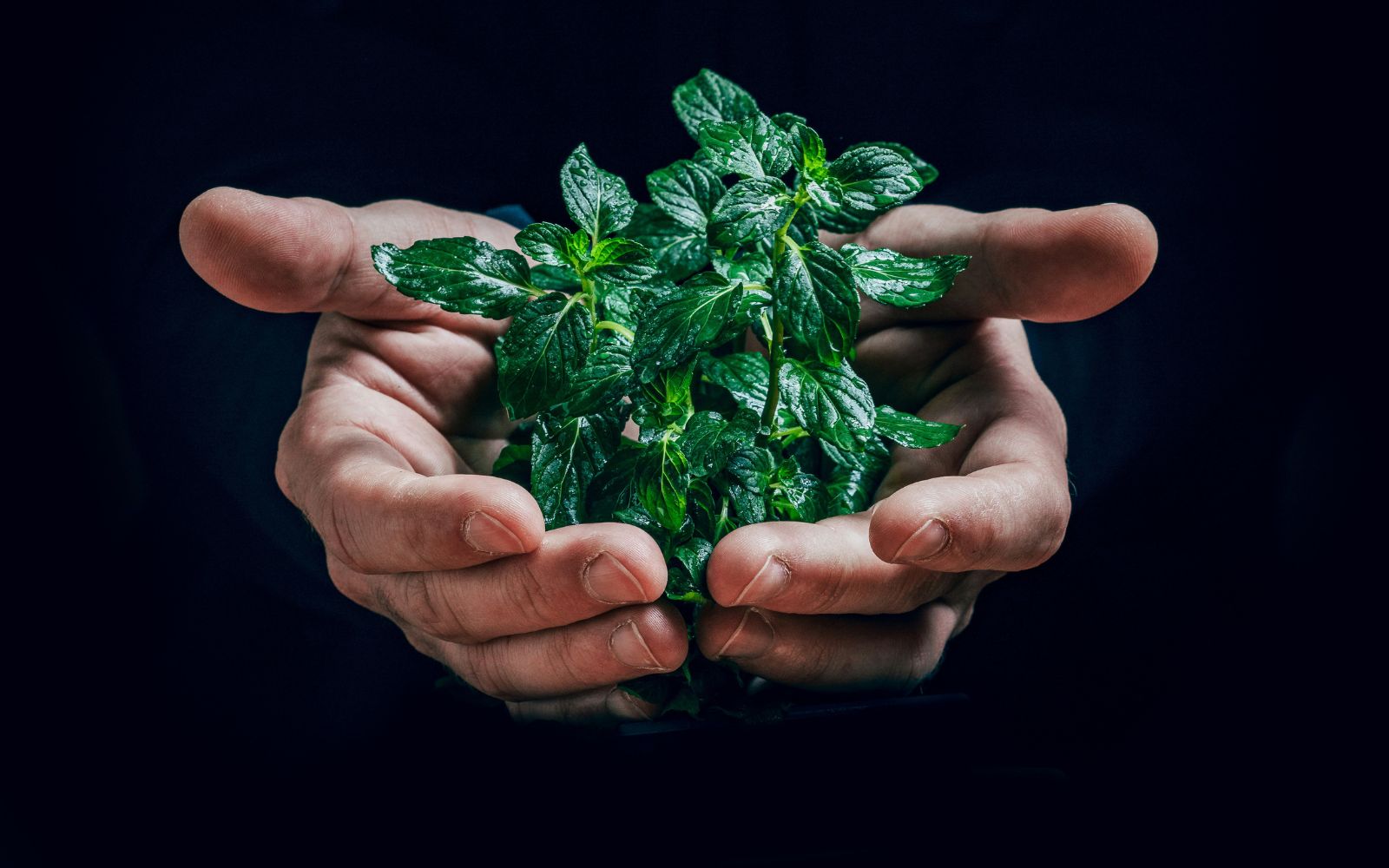How Londoners Are Using Online Services to Live Greener at Home