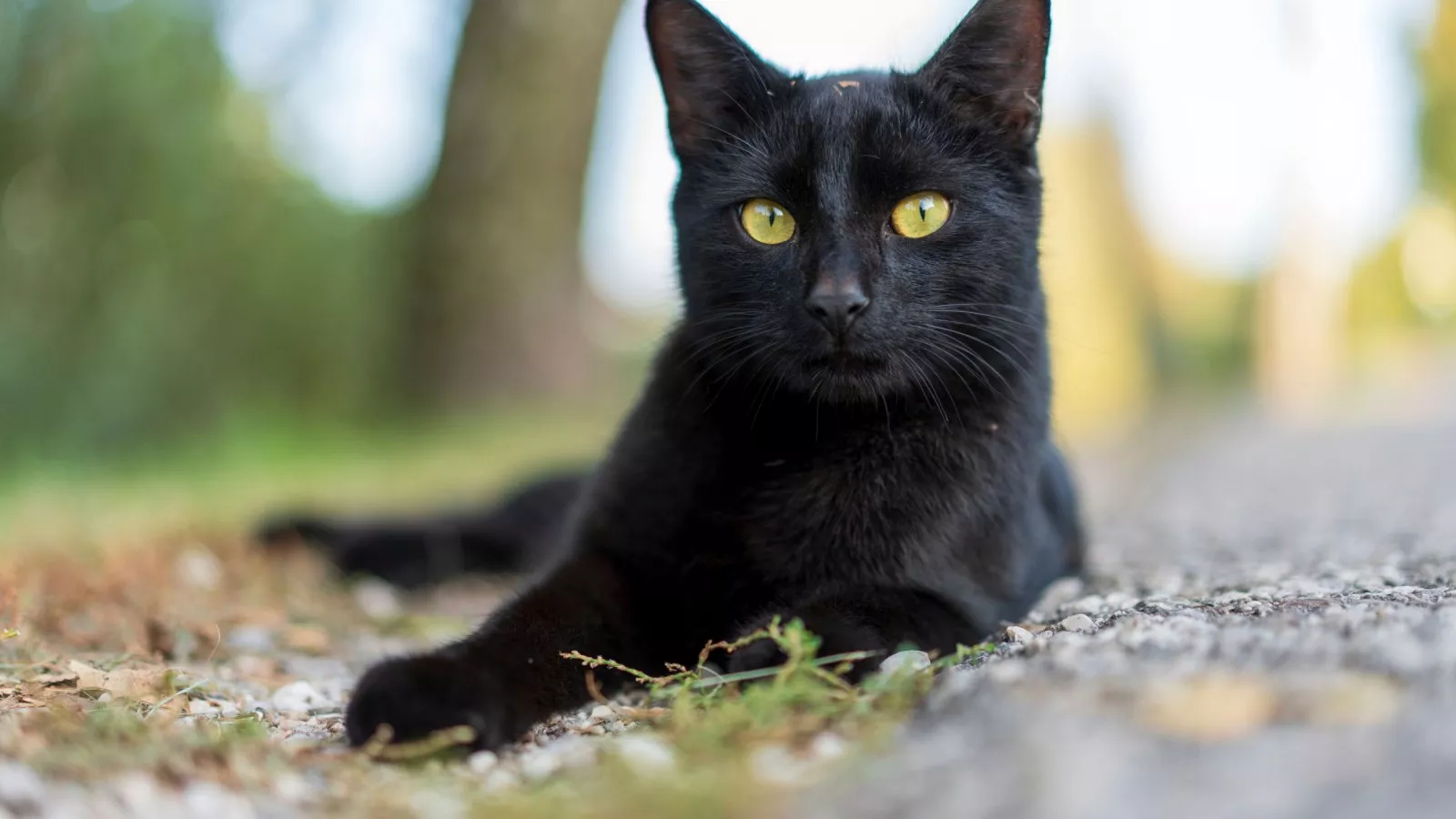 Reddit users unite over black cats &quot;hiding secrets&quot; in their fur