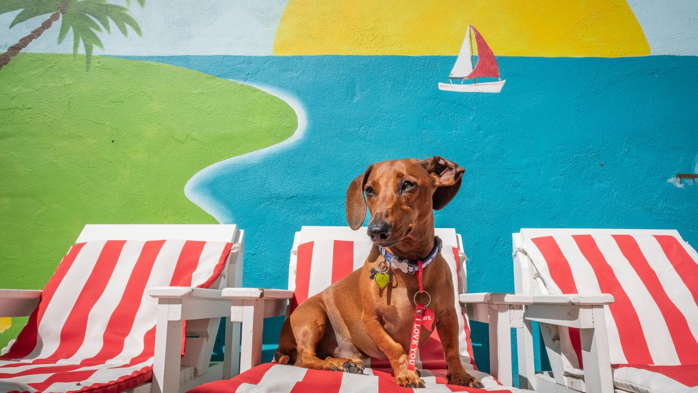Luxury dog hotels give some people pause amid the inequality of South Africa