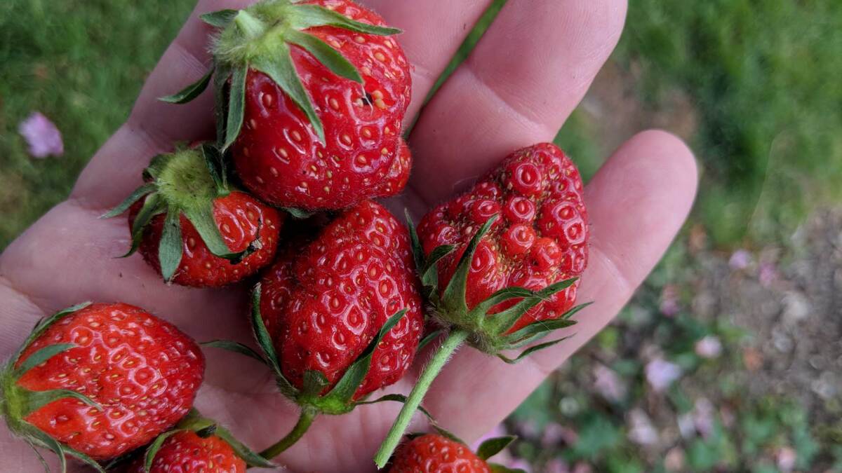 The Best Ways to Protect Your Strawberries From Pests and Disease