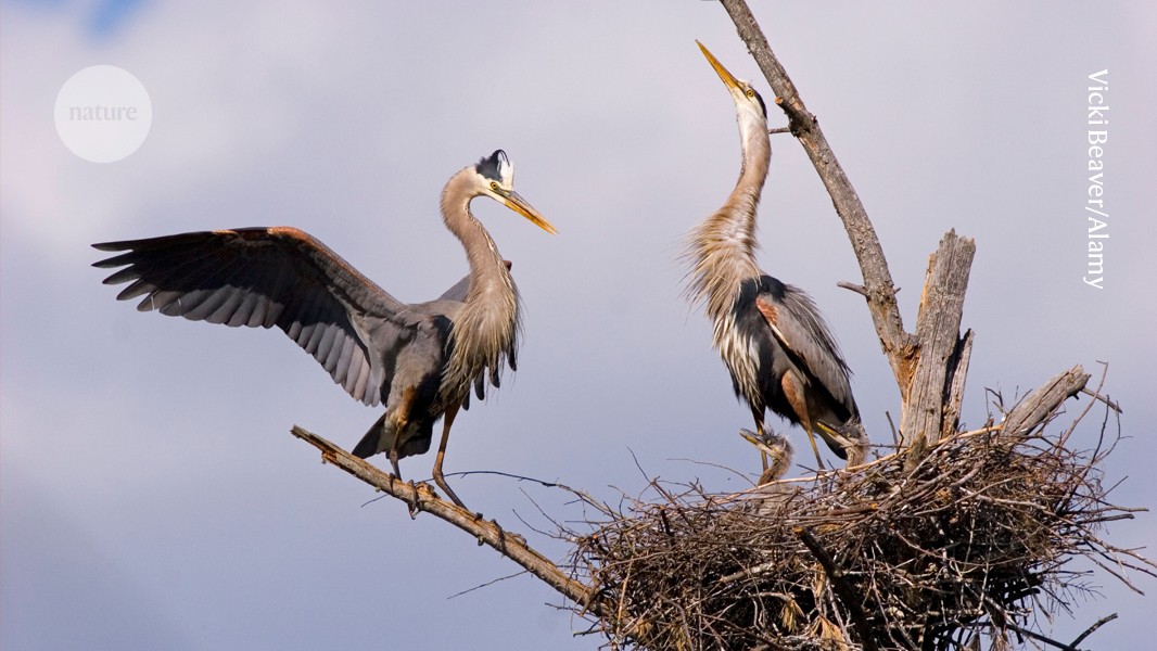 North America’s birds are declining where they should be thriving