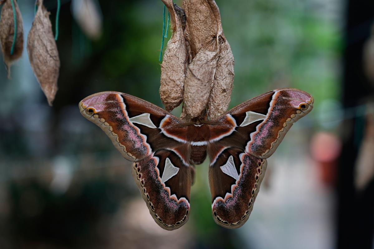 Rescued giant moths emerge from cocoons in Mexico's sprawling capital