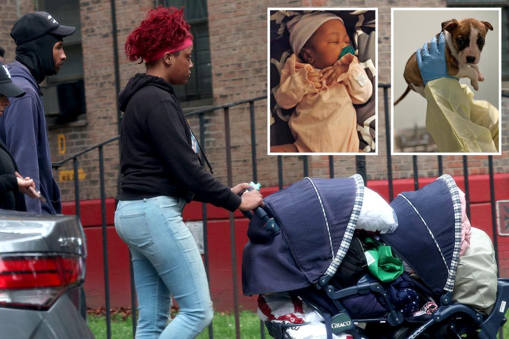 Tragic NYC newborn’s family says she died from SIDS, puppy was ‘put down’ — after ME confirms pit bull didn’t kill her