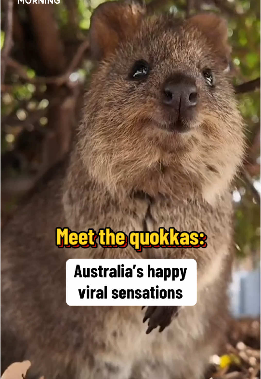 Rottnest Island off the coast of Australia has become a beloved tourist destination for its adorable resident - Quokkas. The small marsupials are an endangered species, but efforts to conserve them are going well, in part, to how photogenic they are. #quokka #australia #animalsoftiktok #selfie