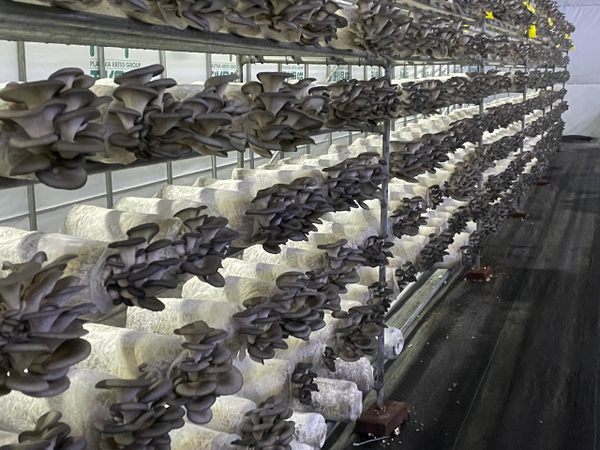 Ellijay Mushrooms Farm in Ellijay, Georgia