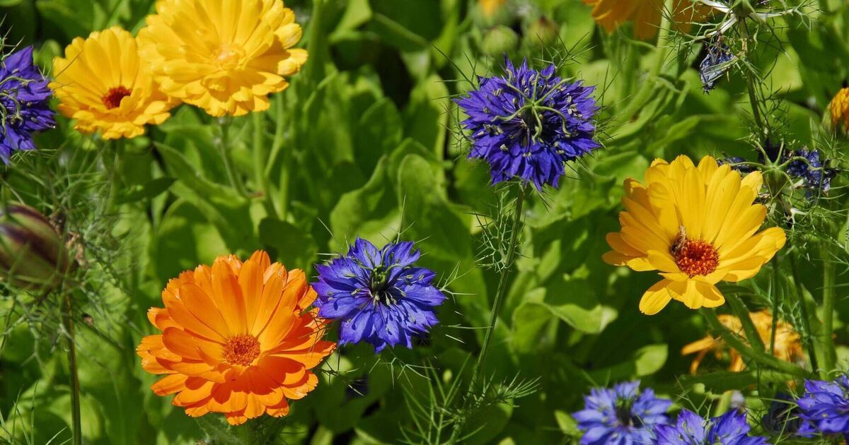 Garden Q&amp;A: What flowers should we plant for colour at a July wedding?