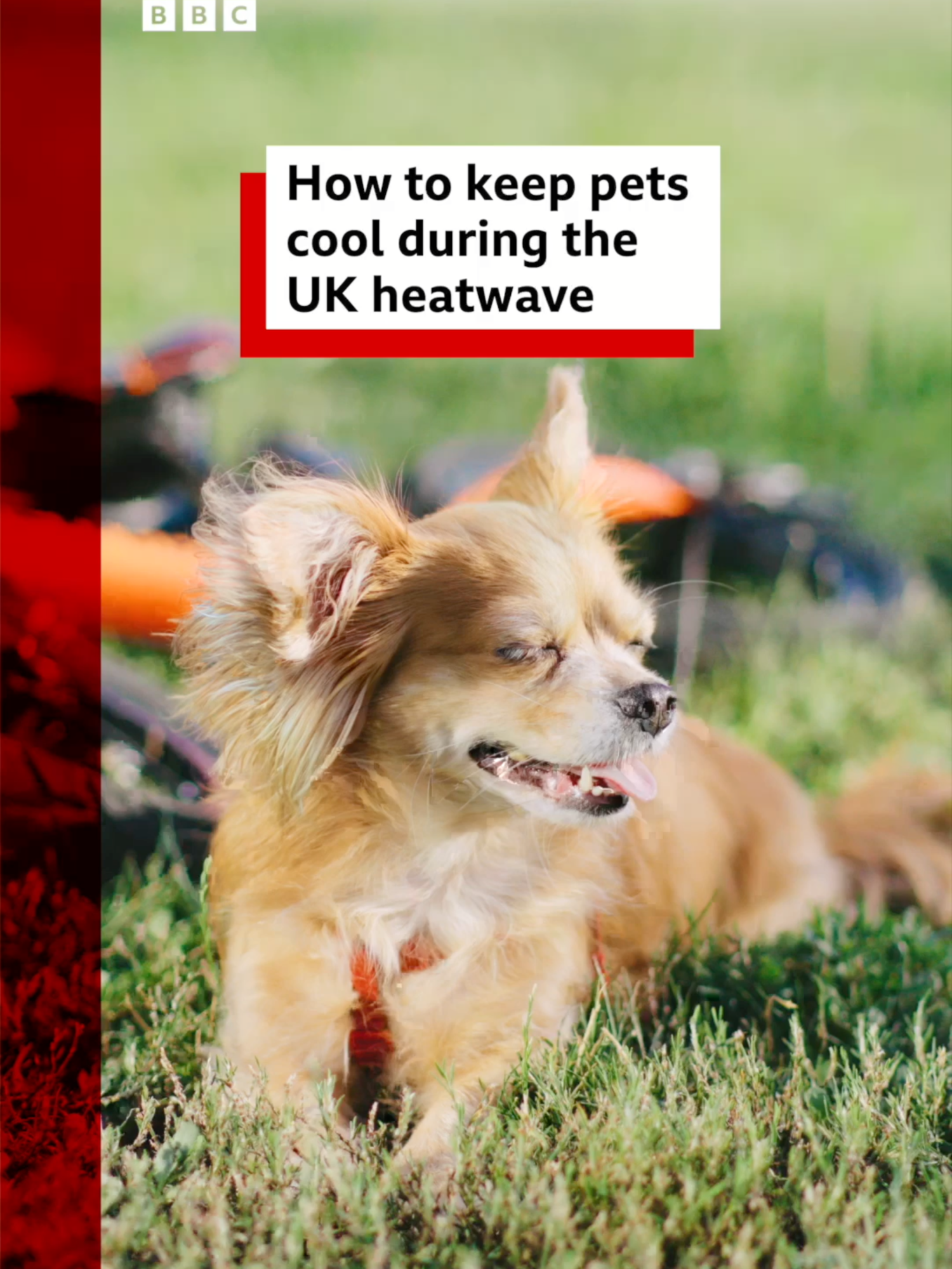 The UK has recorded its hottest day of the year with temperatures passing 32C. #PetTok #Pets #Dog #CatTok #DogWalk #Hot #Weather #Heatwave #UKHeatwave #Sun #Sunny #Temperature #News #BBCNews