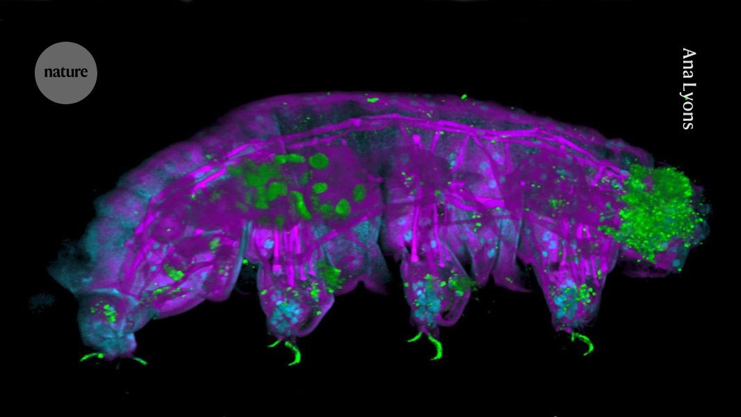 Tardigrade-obsessed: meet the researchers trying to turn water bears into neuroscience models