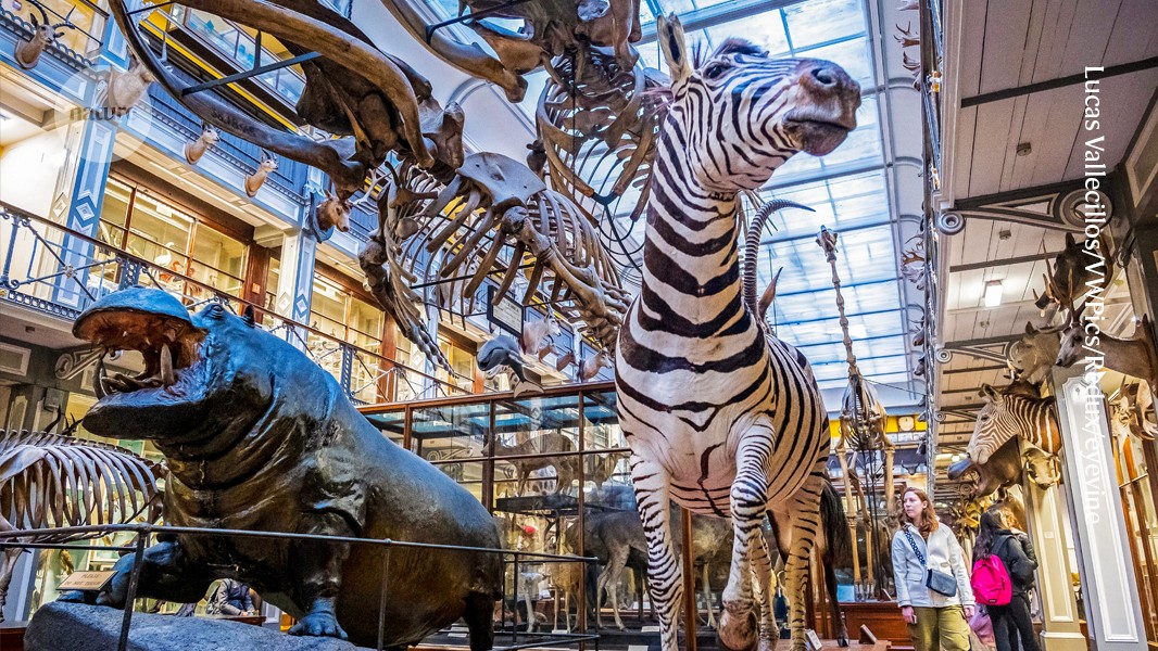 ‘Natural history museums can save the world’: anti-colonialism, conservation and climate change