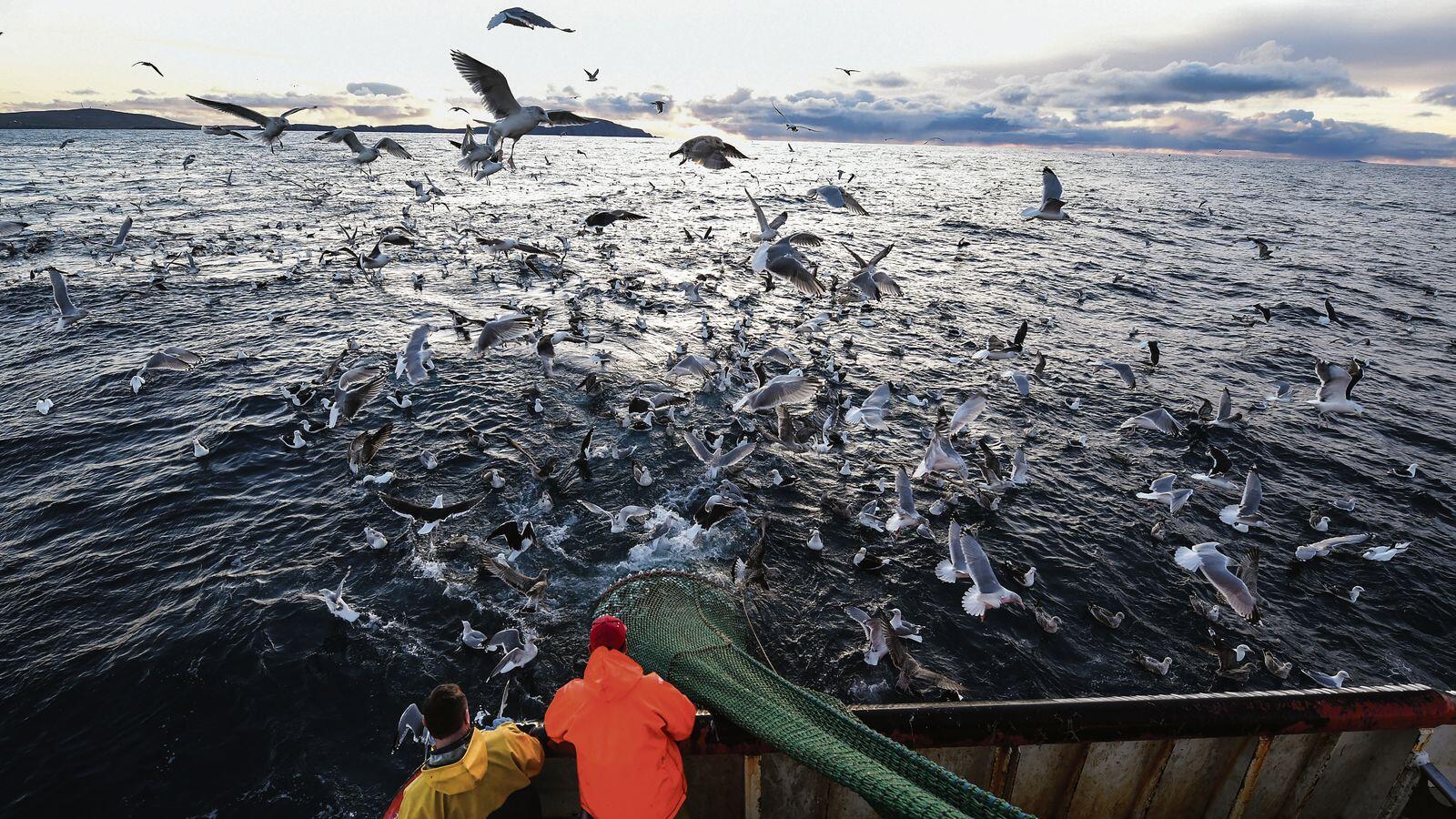 Plans for marine protection law to be dropped and folded into existing offshore wind regulations