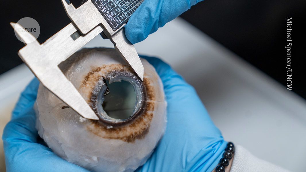 Stare into a whale’s colossal eye — June’s best science images