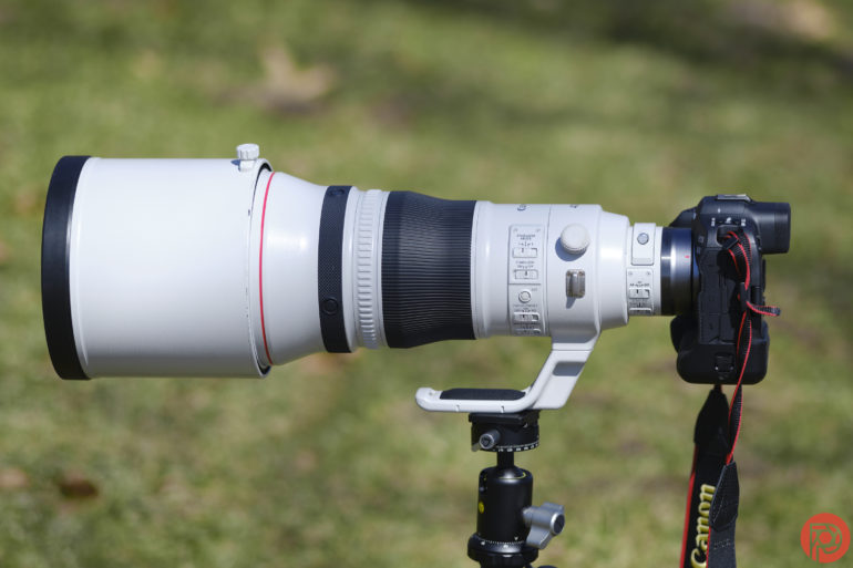 The 4 Best Canon Lenses for Wildlife Photographers