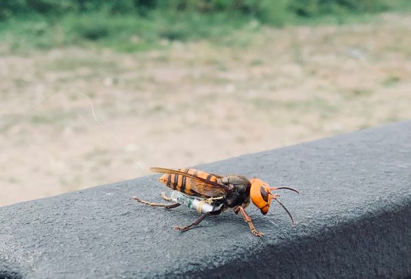What Ever Happened to the Murder Hornets?