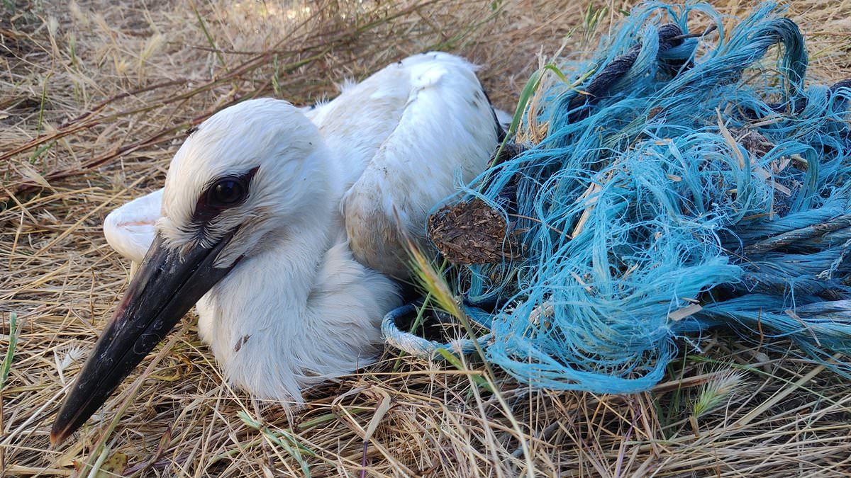 Heartbreaking footage reveals a plastic 'death trap' in birds' nests - with chicks getting entangled in ropes that strangle their limbs