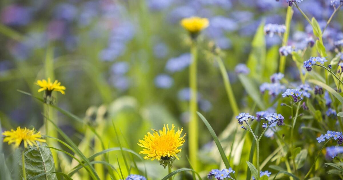 Garden Q&amp;A: What's the best way to deal with weeds?