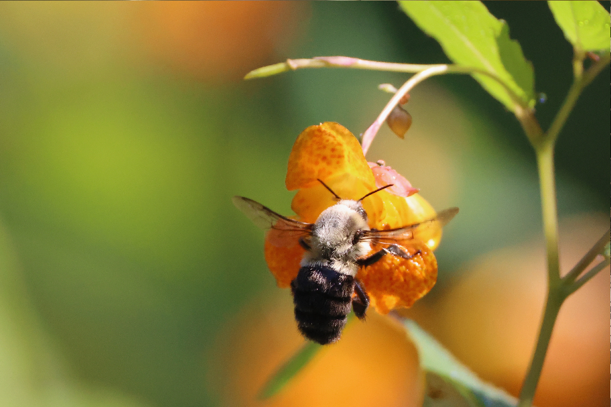 Lunchtime Tourism: Why Goldsmith’s Garden is the bees knees