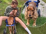 Stacey Solomon gives her dog 'a second chance in life' as she reveals Teddy is now in a wheelchair after his devastating diagnosis