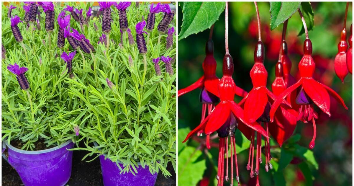 Garden Q&amp;A: Should I take cuttings from lavender and fuchsia plants in August?