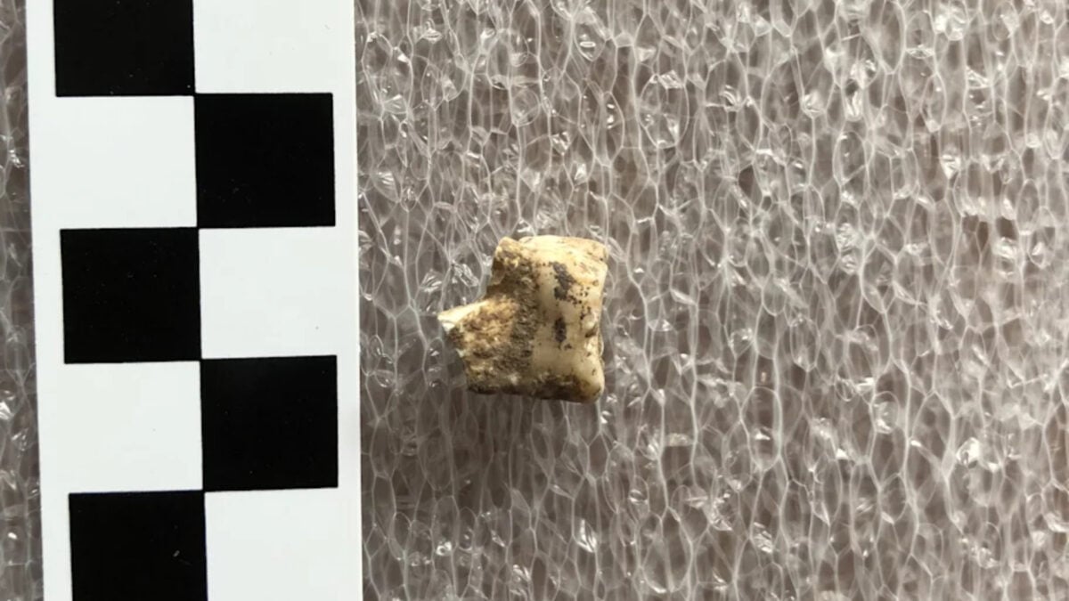 Bronze Age Humans Got High on Psychoactive Betel Nuts