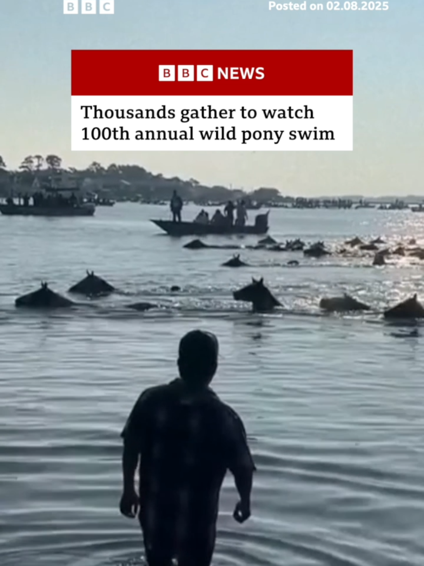 The tradition began in Virginia, US, back in 1925, and sees &quot;Saltwater Cowboys&quot; on horseback round up the ponies. #US #Virginia #ChincoteagueIsland #ChincoteaguePonies #WildPonies #WildHorses #Horses #Ponies #Tradition #AssateagueChannel #News #BBCNews