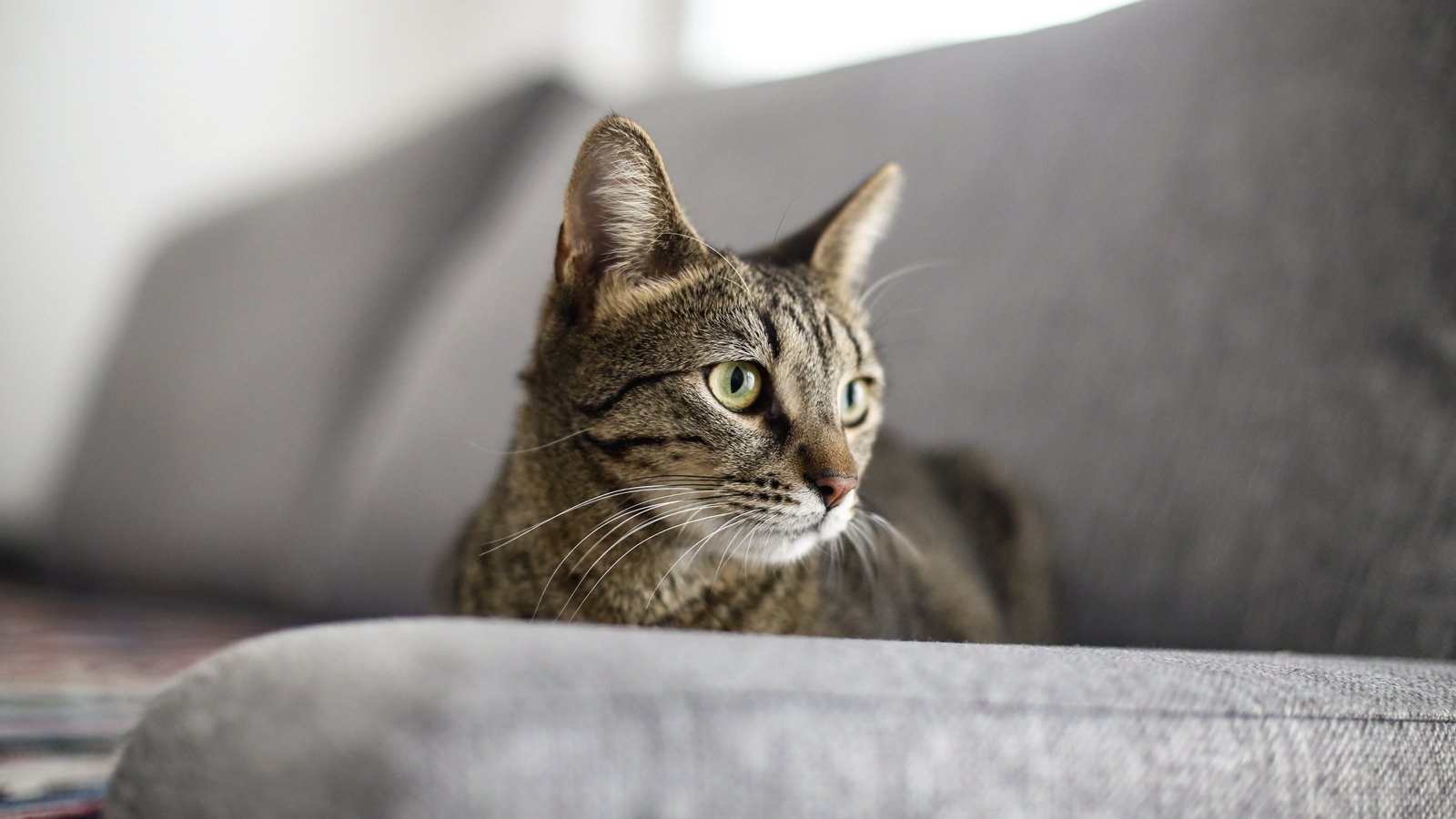 15 things you never knew about cats