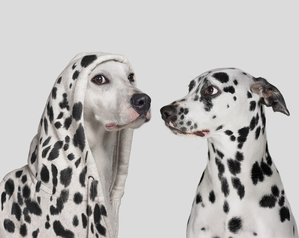 Impersonators are targeting companies with fake TechCrunch outreach